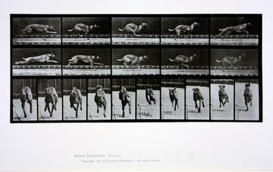 Greyhound running, plate 708 from 